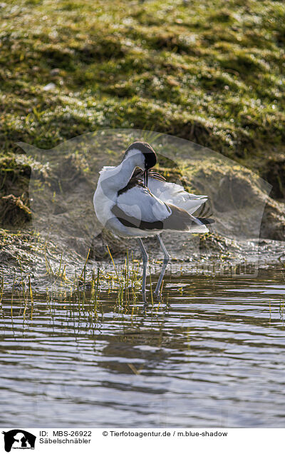 Sbelschnbler / pied avocet / MBS-26922