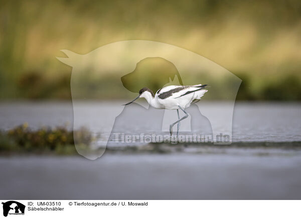 Sbelschnbler / avocet / UM-03510