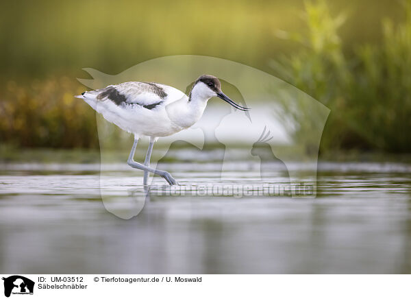 Sbelschnbler / avocet / UM-03512