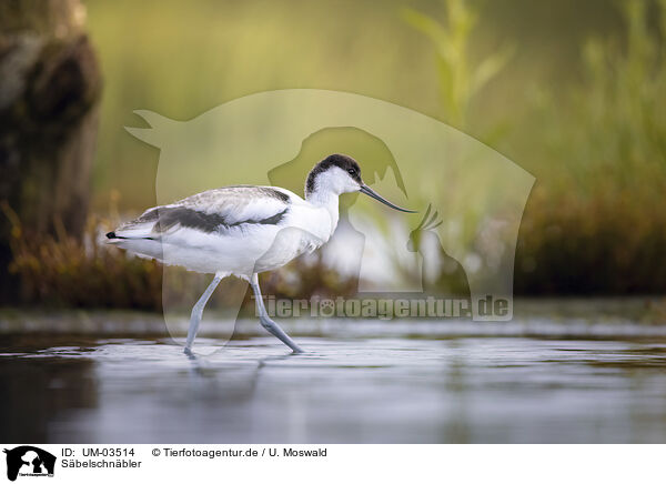 Sbelschnbler / avocet / UM-03514