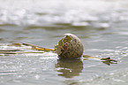 Sbelschnbler Eierschale