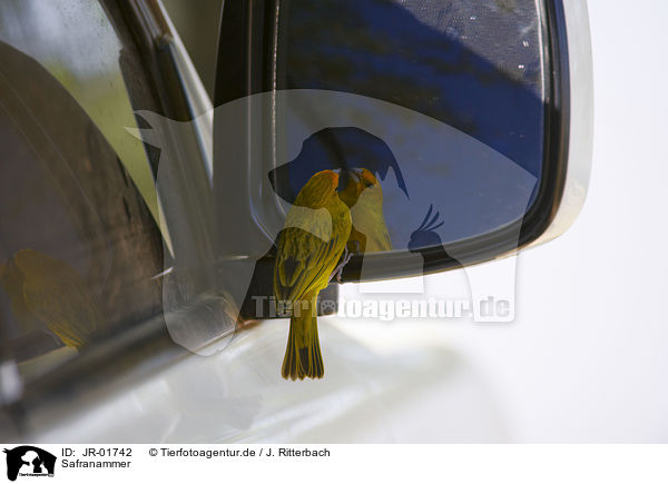 Safranammer / saffron finch / JR-01742