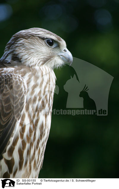 Sakerfalke Portrait / Saker falcon portrait / SS-00155