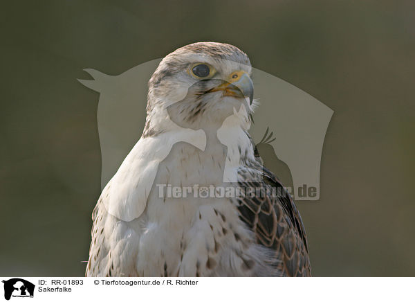 Sakerfalke / Saker falcon / RR-01893