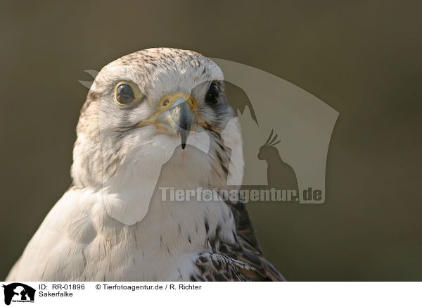 Sakerfalke / Saker falcon / RR-01896
