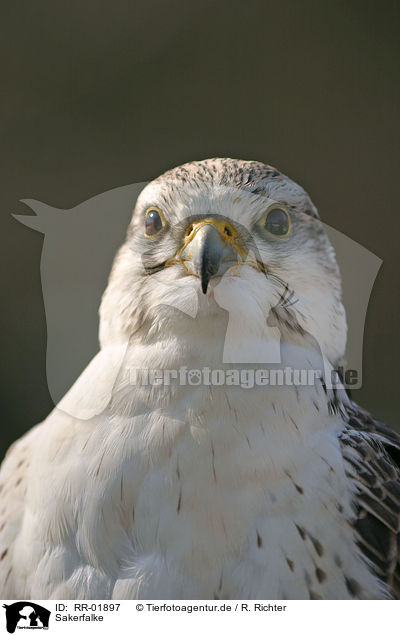 Sakerfalke / Saker falcon / RR-01897