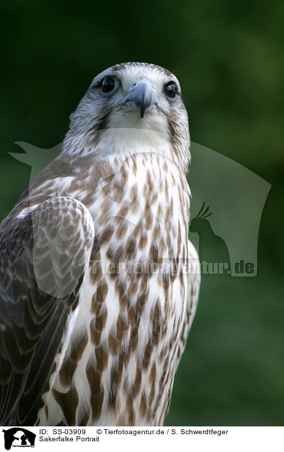 Sakerfalke Portrait / Saker falcon portrait / SS-03909