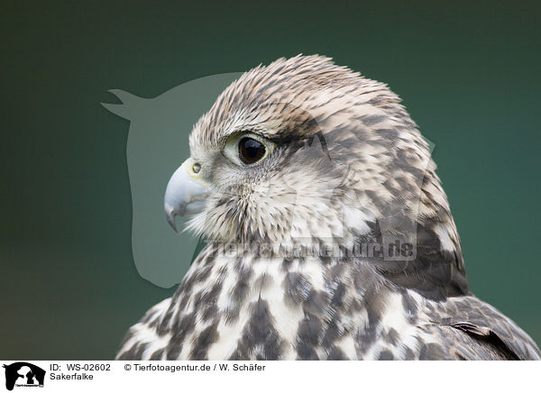 Sakerfalke / WS-02602