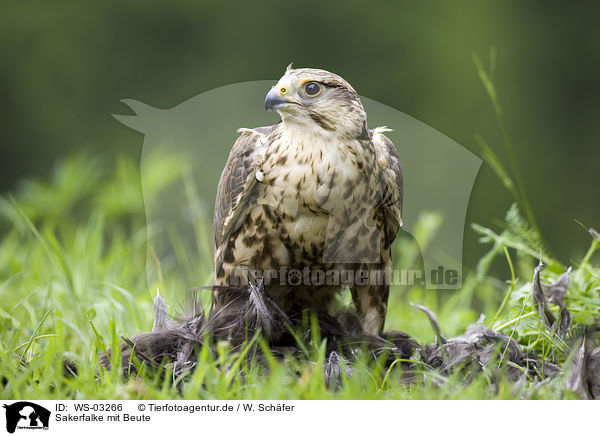 Sakerfalke mit Beute / Saker falcon with prey / WS-03266