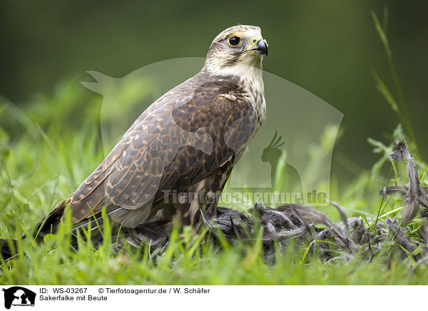 Sakerfalke mit Beute / Saker falcon with prey / WS-03267