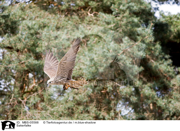 Sakerfalke / Saker falcon / MBS-05588