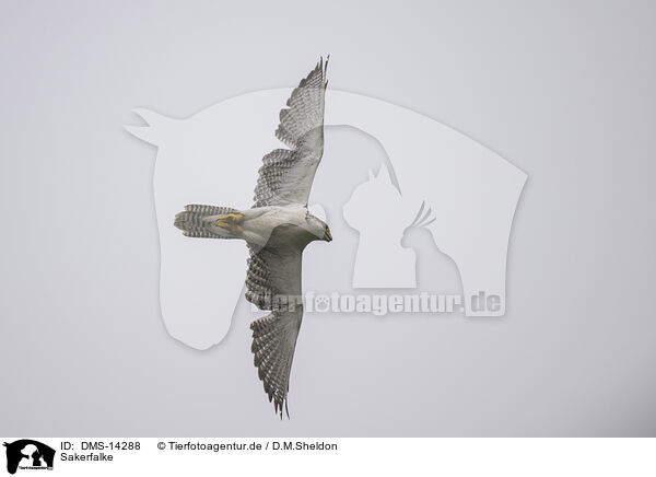 Sakerfalke / Saker falcon / DMS-14288