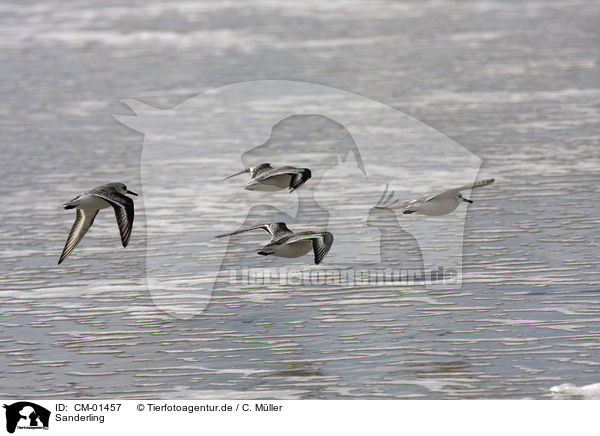 Sanderling / Sanderling / CM-01457