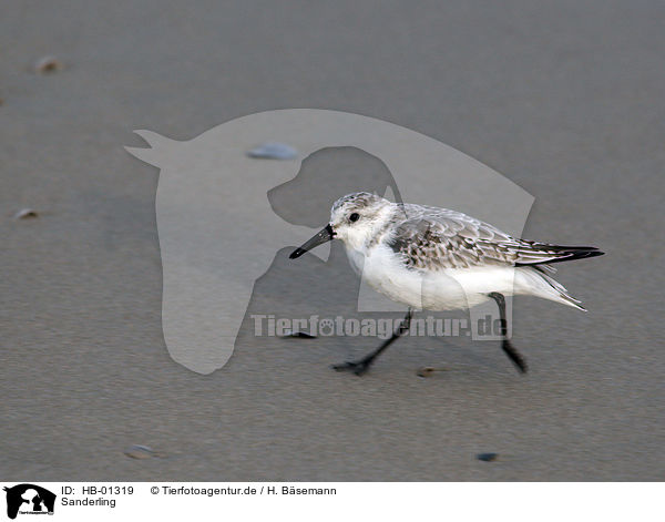 Sanderling / Calidris alba / HB-01319