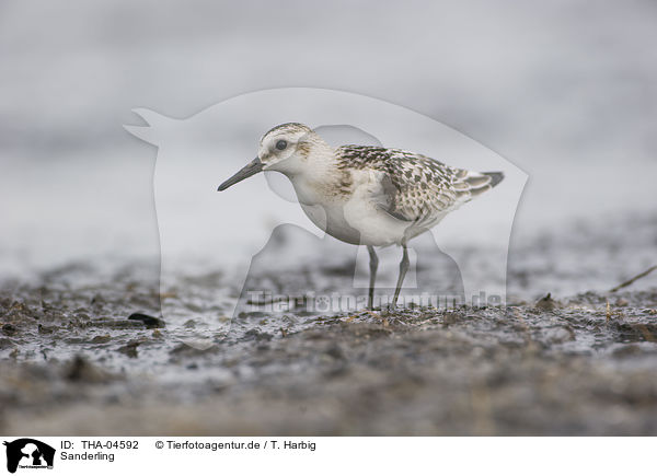 Sanderling / Sanderling / THA-04592