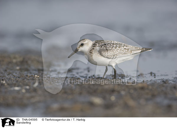 Sanderling / Sanderling / THA-04595