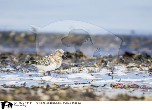Sanderling / Sanderling / MBS-11111