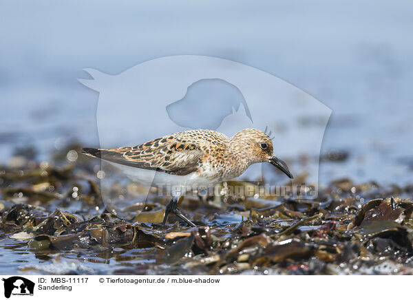 Sanderling / MBS-11117