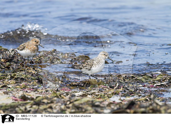 Sanderling / Sanderling / MBS-11128