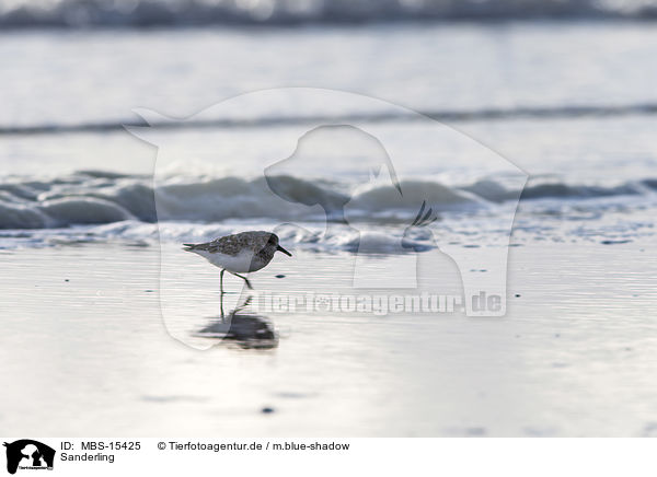 Sanderling / MBS-15425