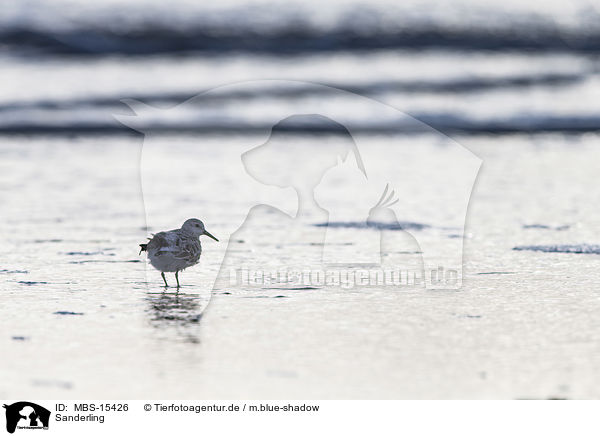 Sanderling / MBS-15426
