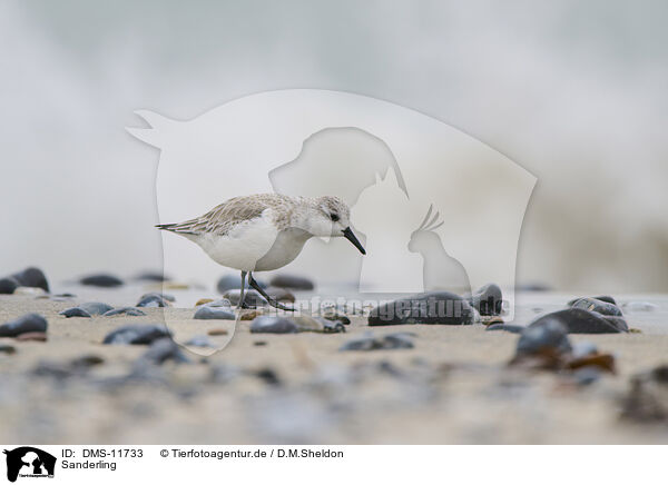 Sanderling / Sanderling / DMS-11733