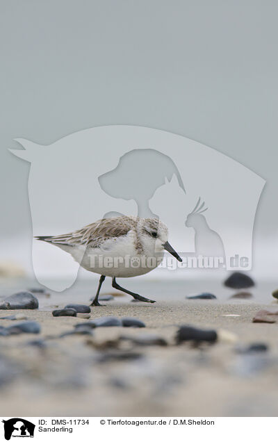 Sanderling / Sanderling / DMS-11734