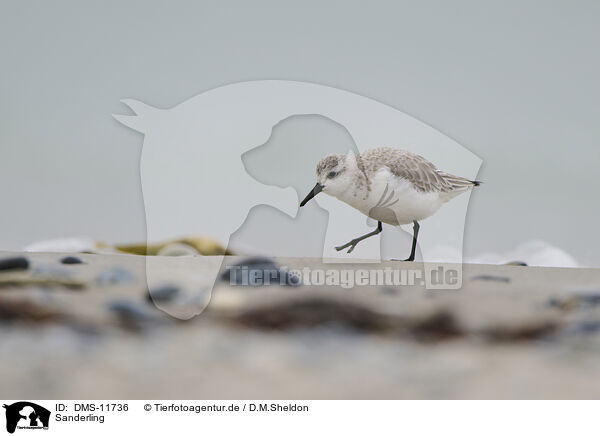 Sanderling / Sanderling / DMS-11736