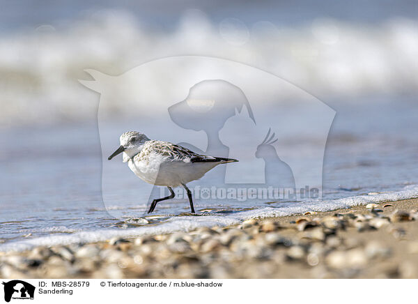 Sanderling / Sanderling / MBS-28579