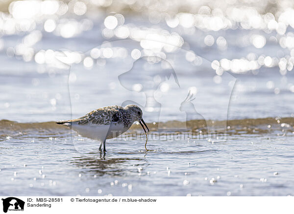 Sanderling / Sanderling / MBS-28581