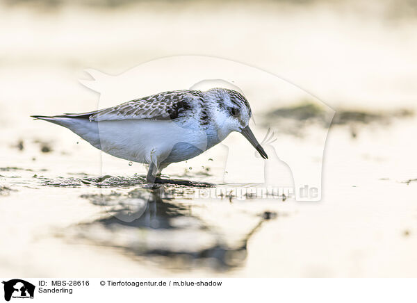 Sanderling / MBS-28616