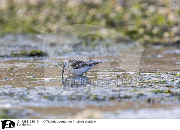 Sanderling / Sanderling / MBS-28619