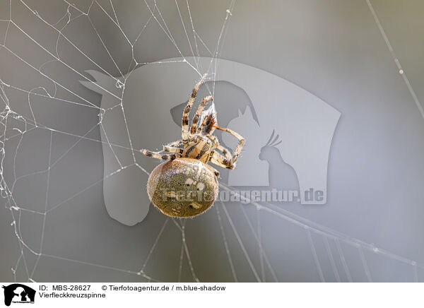 Vierfleckkreuzspinne / MBS-28627