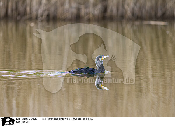 Kormoran / MBS-28628