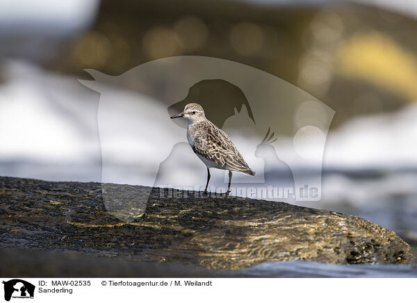 Sanderling / Sanderling / MAW-02535