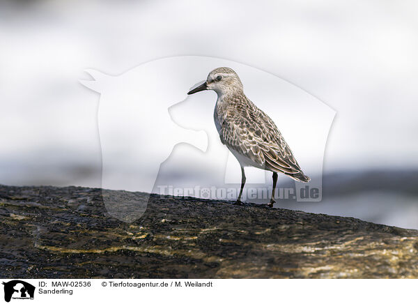 Sanderling / Sanderling / MAW-02536