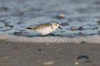 Sanderling