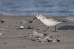 Sanderling