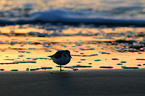 Sanderling