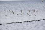 Sanderling