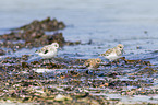 Sanderling