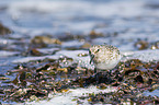 Sanderling