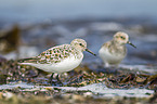 Sanderling