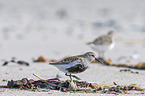 Sanderling