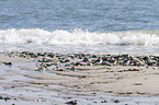 Sanderling