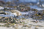 Sanderling