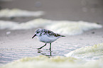 Sanderling