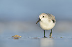 Sanderling