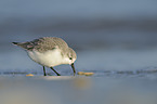 Sanderling