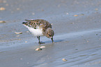 Sanderling